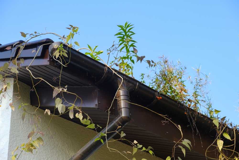 gutter cleaning